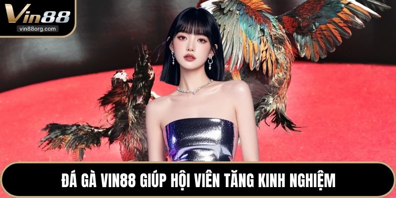 Đá gà VIN88 giúp hội viên tăng kinh nghiệm