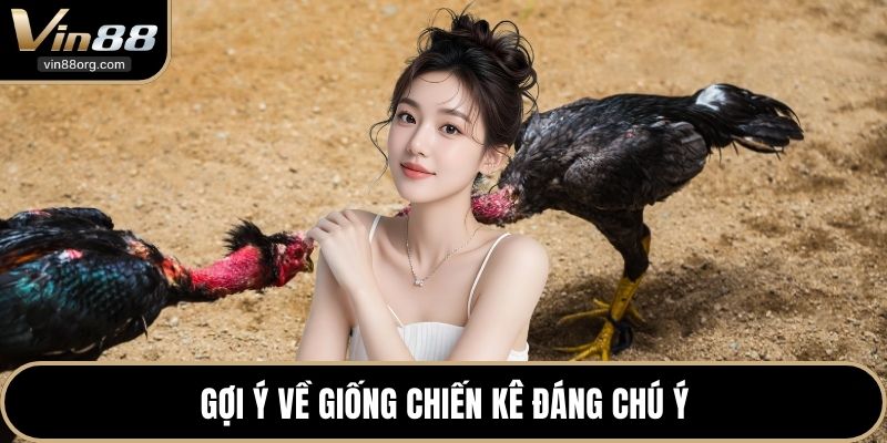 Gợi ý về giống chiến kê đáng chú ý